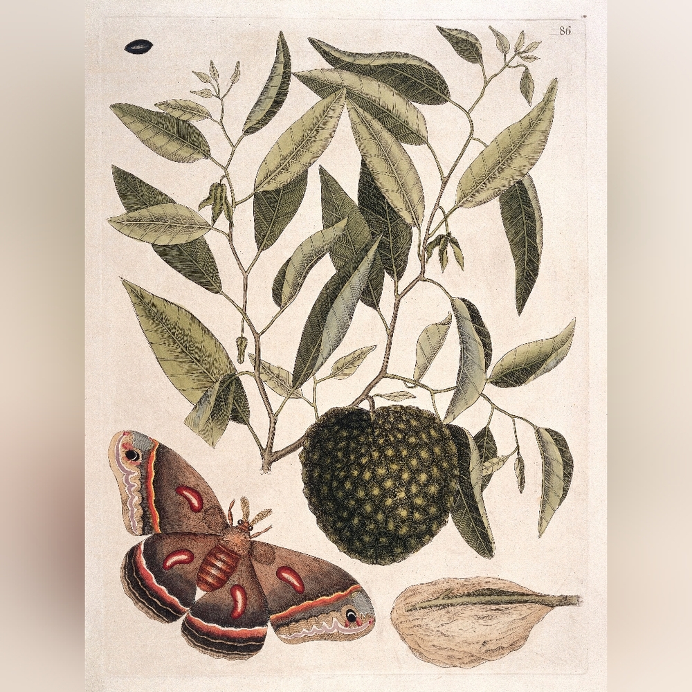 Vintage Botanical Art Print with Butterfly